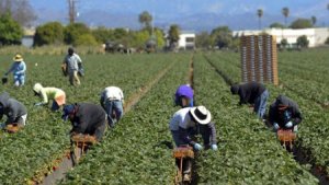 Black Farmers Working